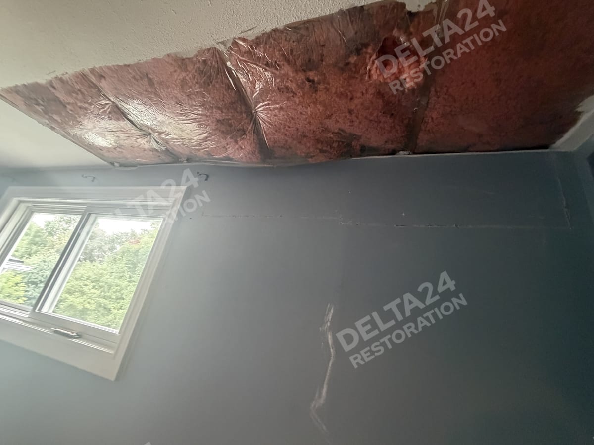Ceiling Mould Removal